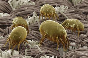 dust mite infestations