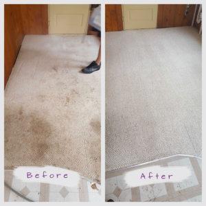 Minneapolis Carpet Cleaninig Job