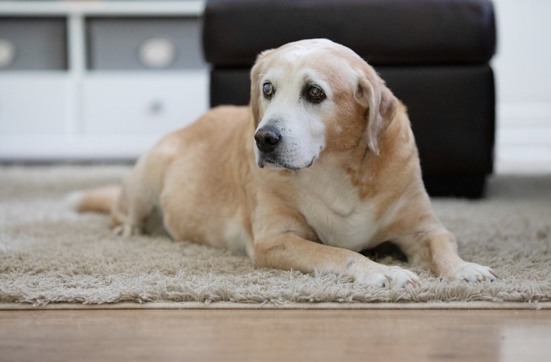 3 Mistakes Costing You More on Carpet Cleanings Every Year