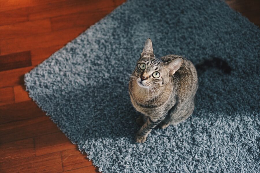 5 Must-Know Carpet Maintenance Tips for Pet Parents